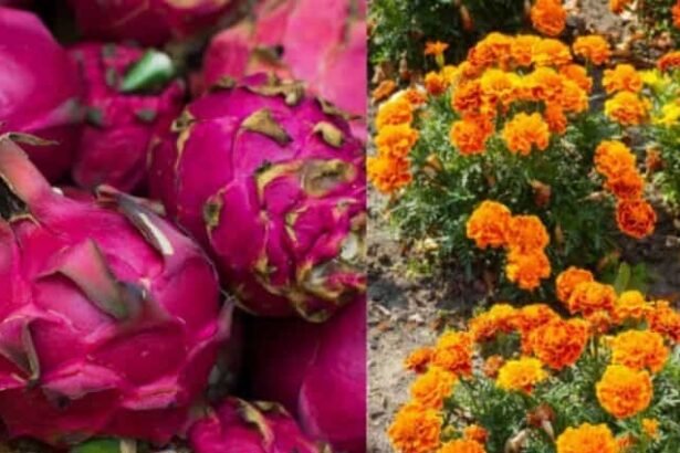 ड्रैगन फ्रूट और गेंदा फूल की खेती करते उत्तर प्रदेश के किसान