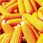 मक्का से बनने वाले उत्पाद – बायो प्लास्टिक, दवाइयां, कॉस्मेटिक्स और ईंधन