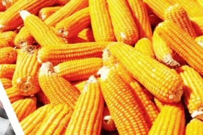 मक्का से बनने वाले उत्पाद – बायो प्लास्टिक, दवाइयां, कॉस्मेटिक्स और ईंधन