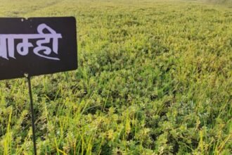 Brahmi की खेती करते किसान, औषधीय पौध की फसल और खेत का दृश्य