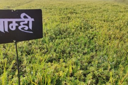 Brahmi की खेती करते किसान, औषधीय पौध की फसल और खेत का दृश्य