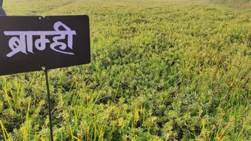 Brahmi की खेती करते किसान, औषधीय पौध की फसल और खेत का दृश्य
