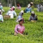 2025 में भारत का चाय निर्यात रिकॉर्ड स्तर पर, बंदरगाह पर कंटेनरों में लदी भारतीय चाय