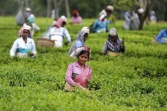 2025 में भारत का चाय निर्यात रिकॉर्ड स्तर पर, बंदरगाह पर कंटेनरों में लदी भारतीय चाय