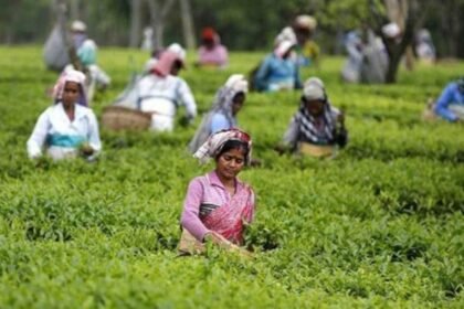 2025 में भारत का चाय निर्यात रिकॉर्ड स्तर पर, बंदरगाह पर कंटेनरों में लदी भारतीय चाय