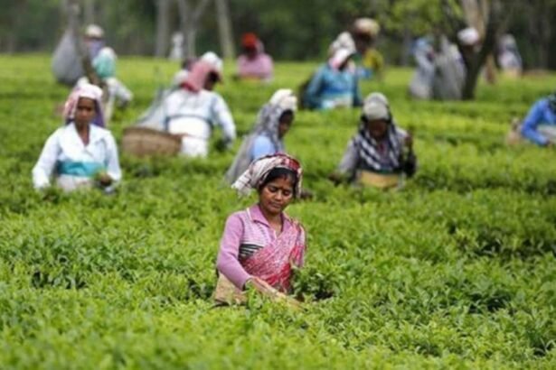 2025 में भारत का चाय निर्यात रिकॉर्ड स्तर पर, बंदरगाह पर कंटेनरों में लदी भारतीय चाय