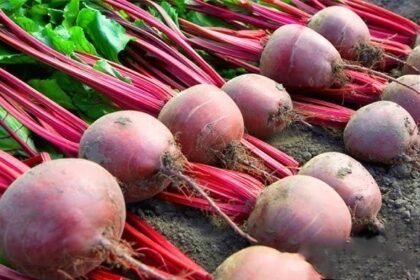 Chukandar farming से खेत में तैयार चुकंदर की फसल