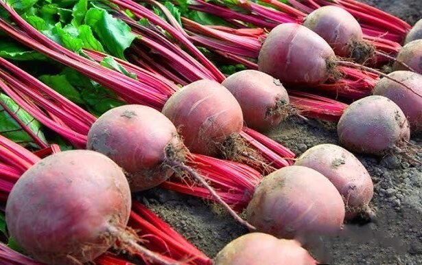 Chukandar farming से खेत में तैयार चुकंदर की फसल