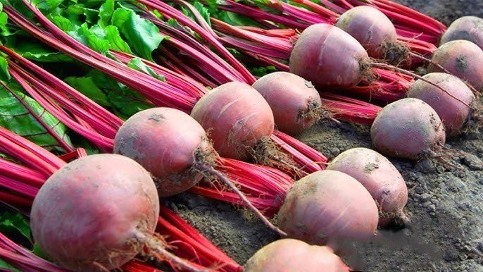 Chukandar farming से खेत में तैयार चुकंदर की फसल