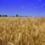 उत्तर प्रदेश में गेहूं MSP बढ़ोतरी और सरकारी खरीद केंद्र पर किसान अपनी फसल बेचते हुए