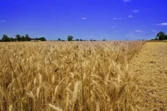 उत्तर प्रदेश में गेहूं MSP बढ़ोतरी और सरकारी खरीद केंद्र पर किसान अपनी फसल बेचते हुए