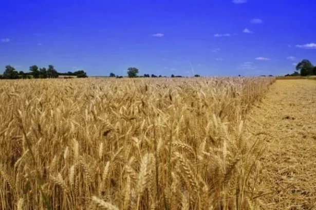 उत्तर प्रदेश में गेहूं MSP बढ़ोतरी और सरकारी खरीद केंद्र पर किसान अपनी फसल बेचते हुए