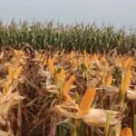 Free Maize Seeds Scheme के तहत राजस्थान सरकार किसानों को मुफ्त मक्का बीज मिनीकिट वितरित करती हुई