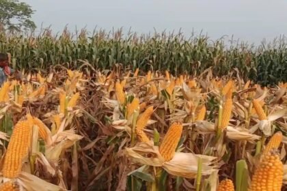 Free Maize Seeds Scheme के तहत राजस्थान सरकार किसानों को मुफ्त मक्का बीज मिनीकिट वितरित करती हुई