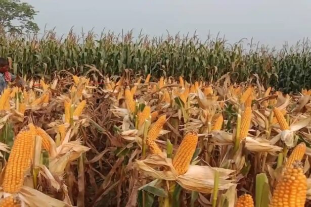 Free Maize Seeds Scheme के तहत राजस्थान सरकार किसानों को मुफ्त मक्का बीज मिनीकिट वितरित करती हुई