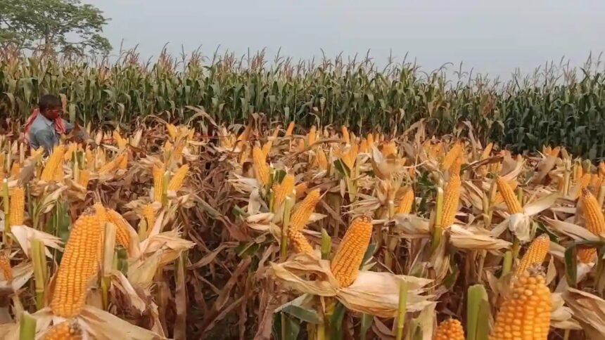 Free Maize Seeds Scheme के तहत राजस्थान सरकार किसानों को मुफ्त मक्का बीज मिनीकिट वितरित करती हुई