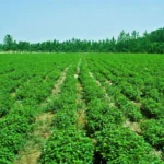 Mint cultivation farming India peppermint field farmers profit mentha oil production