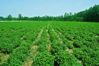 Mint cultivation farming India peppermint field farmers profit mentha oil production