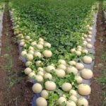 मार्च में खेत में उगाए गए kharbuje ki kheti का दृश्य