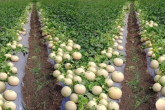 मार्च में खेत में उगाए गए kharbuje ki kheti का दृश्य