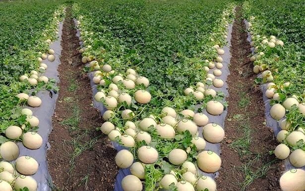 मार्च में खेत में उगाए गए kharbuje ki kheti का दृश्य