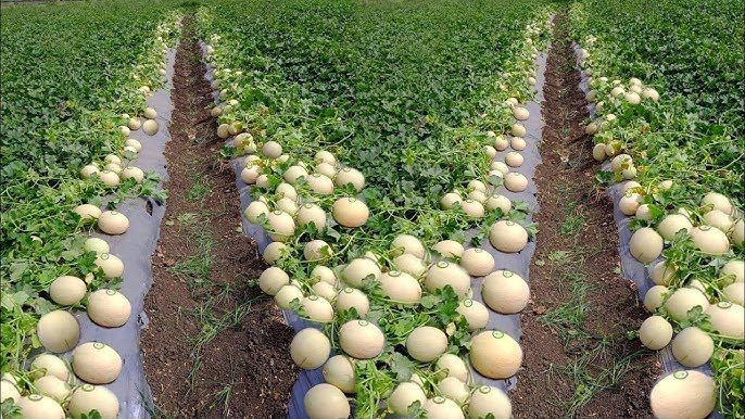 मार्च में खेत में उगाए गए kharbuje ki kheti का दृश्य