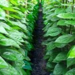 बिहार में पान विकास योजना के तहत किसान पान की खेती करते हुए, सरकार से अनुदान पाने का मौका