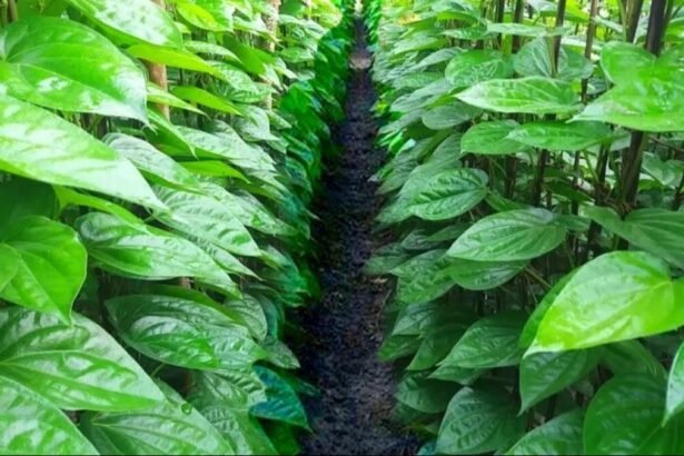 बिहार में पान विकास योजना के तहत किसान पान की खेती करते हुए, सरकार से अनुदान पाने का मौका