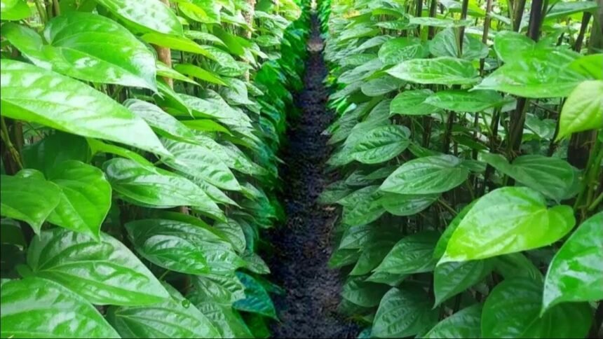 बिहार में पान विकास योजना के तहत किसान पान की खेती करते हुए, सरकार से अनुदान पाने का मौका