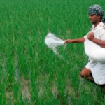**Alt Text:** Farmer spreading fertilizer in a green खेत during Kharif season 2026, symbolizing government subsidy support for agriculture