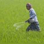 राजस्थान में डीएपी और यूरिया की उपलब्धता तथा नैनो खाद की टैगिंग को लेकर किसानों की शिकायतें