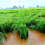 ऊधम सिंह नगर में आंधी और बारिश से खेतों में गिरी धान की फसल