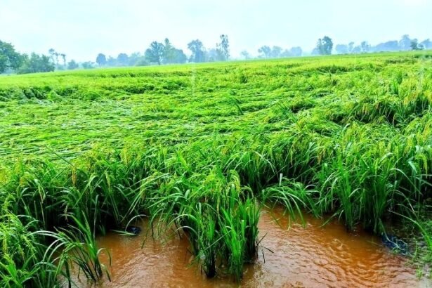 ऊधम सिंह नगर में आंधी और बारिश से खेतों में गिरी धान की फसल
