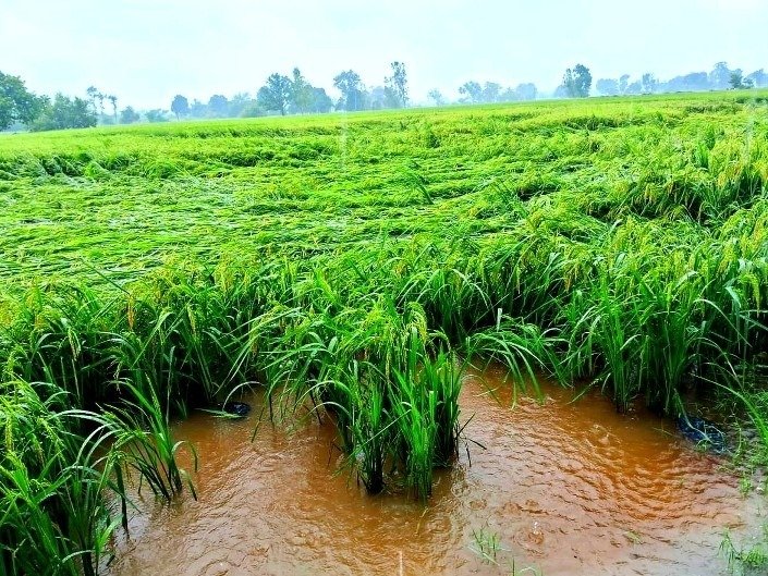 ऊधम सिंह नगर में आंधी और बारिश से खेतों में गिरी धान की फसल