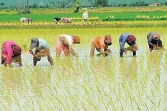 देवरिया के भटनी विकास खंड की खोरीबारी ग्राम पंचायत में बन रहा मल्टीपरपज सीड स्टोर