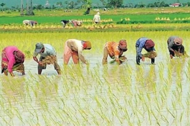 देवरिया के भटनी विकास खंड की खोरीबारी ग्राम पंचायत में बन रहा मल्टीपरपज सीड स्टोर