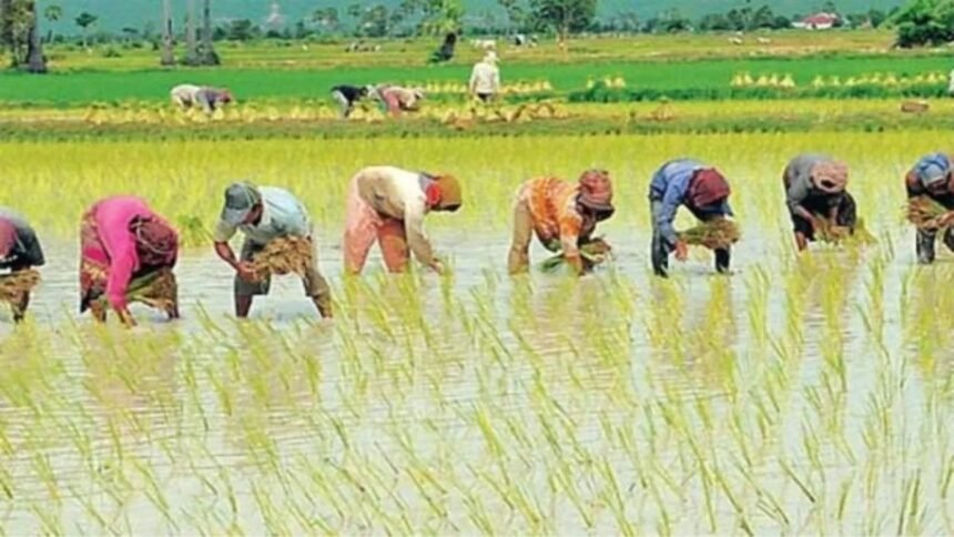 देवरिया के भटनी विकास खंड की खोरीबारी ग्राम पंचायत में बन रहा मल्टीपरपज सीड स्टोर