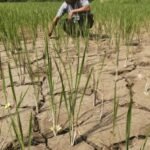 Maharashtra drought assessment, crop damage and water