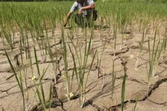 Maharashtra drought assessment, crop damage and water